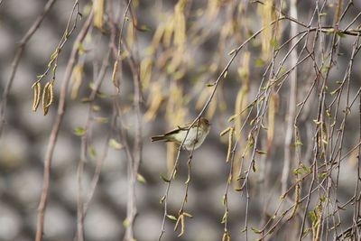 Close-up of bird perching on plant