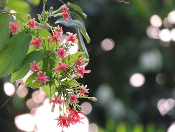 Close-up of pink flowering plant