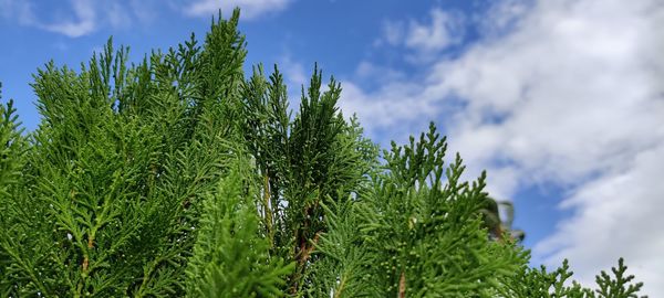 Low angle view of fresh green plants against sky