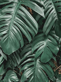 Full frame shot of leaves