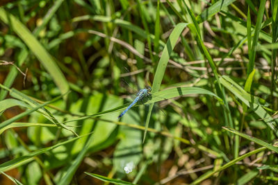 Close-up of butterfly on grass