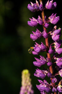 Close-up of bee pollinating on purple flower