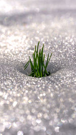 Close-up of wet plant during winter