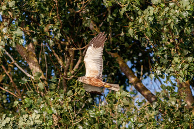 Bird flying over plants