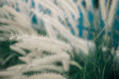 Close-up of grass