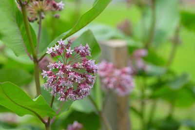 Close-up of pink flowering plant