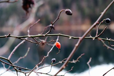Lonely rose hip in front of a lake