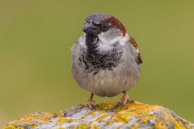 Close-up of bird perching on rock