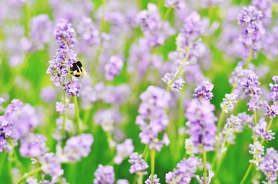 Close-up of bee perching on lavender