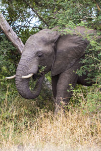 Close-up of elephant in park