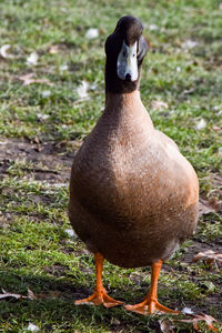 Close-up of bird on field