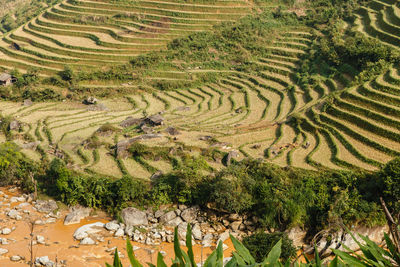 Terraced rice field landscape near sapa lao cai, vietnam.