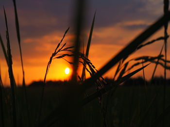 Close-up of silhouette plants against sunset sky