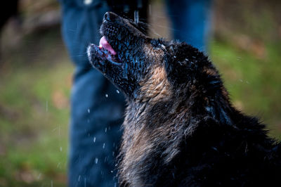 Close-up of a dog