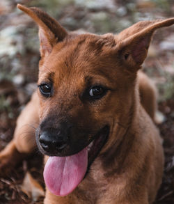 Close-up portrait of a dog