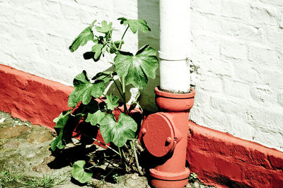 Close-up of potted plant on wall