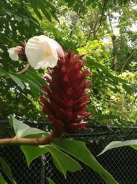 Close-up of flower blooming on tree