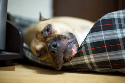 Close-up of a dog resting at home