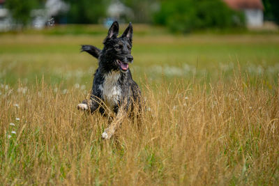 Dog running on field