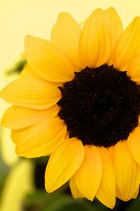 Close-up of sunflower blooming outdoors