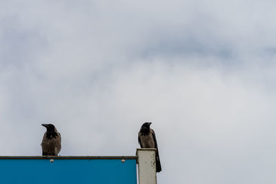 Low angle view of birds perching on the sky