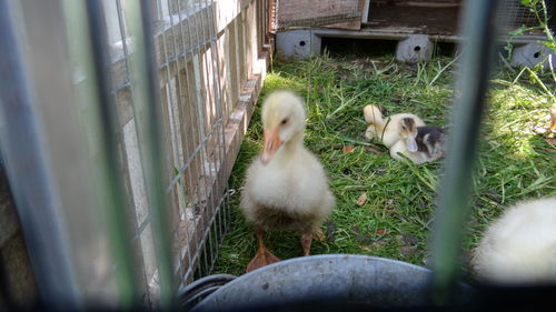 Close-up of birds in cage