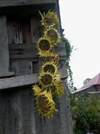 Plants growing in a town