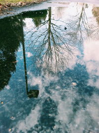 Reflection of trees in puddle