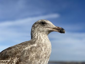 Close-up of seagull against sky