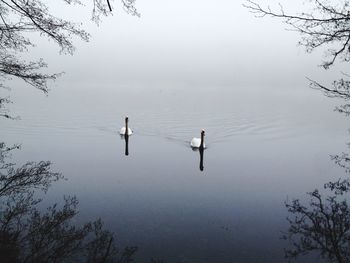 Swan swimming in lake against sky