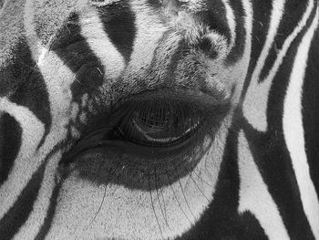 Cropped image of zebra eye