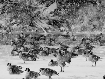 Geese on an iced over pond on a snowy day.  