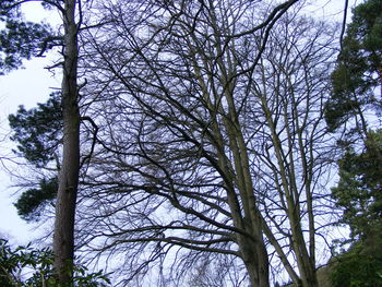 Low angle view of trees against sky