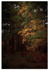 Trees growing in forest during autumn