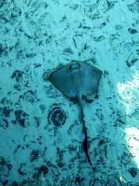 High angle view of fish swimming in sea