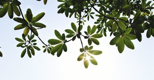 Low angle view of leaves against sky