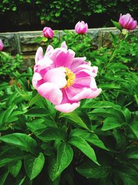 Close-up of pink flowers