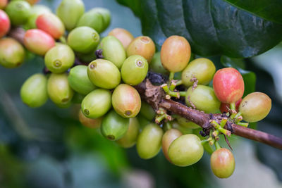 Close-up of grapes growing on tree