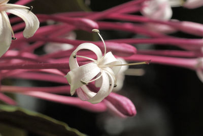 Close-up of pink rose