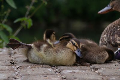 Close-up of ducklings on land