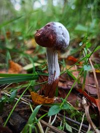 Close-up of mushroom growing on field