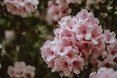 Close-up of pink roses