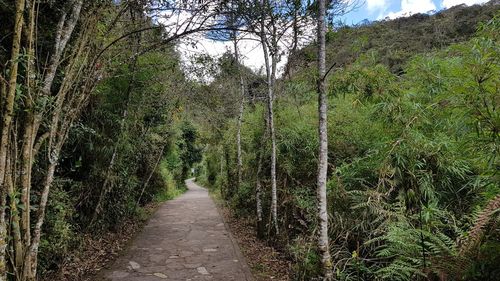 Dirt road amidst trees in forest