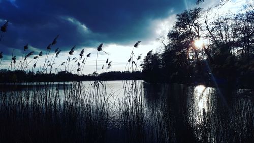 Silhouette plants by lake against sky