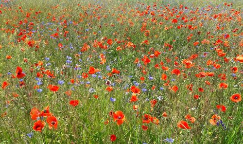 Orange poppy flowers in field