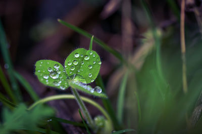 plant