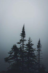 Low angle view of trees in forest against sky
