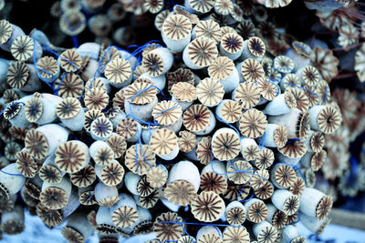 Close-up of white flowering plant for sale