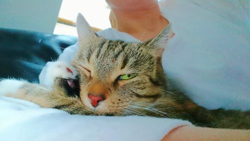 Portrait of cat relaxing at home