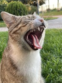 Close-up of cat yawning